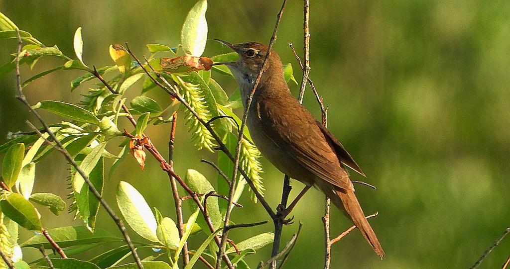 Brzęczka (Locustella luscinioides)