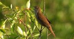 Brzęczka (Locustella luscinioides)