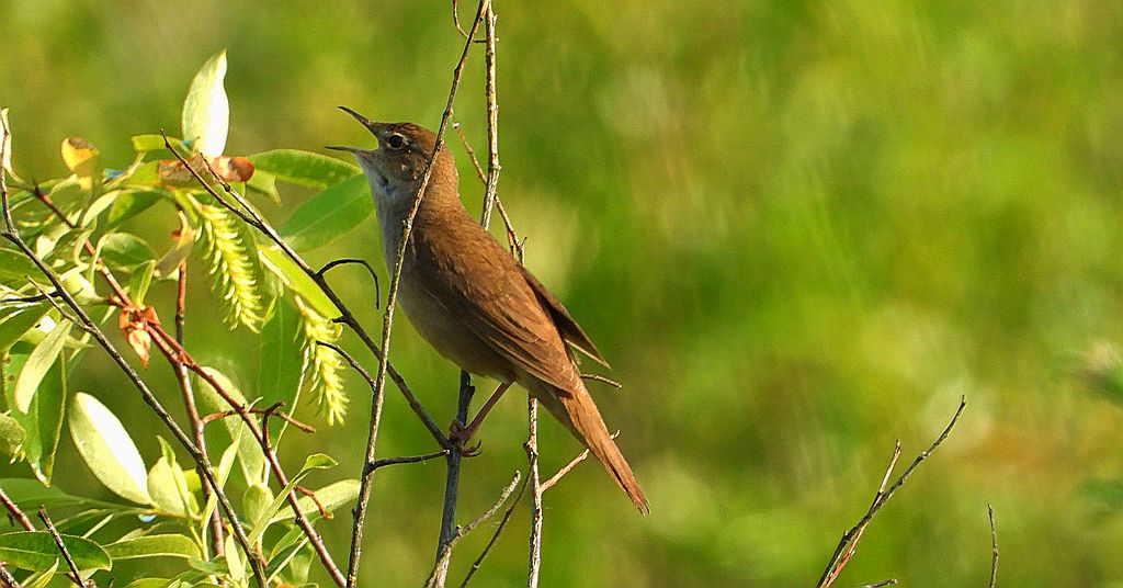 Brzęczka (Locustella luscinioides)