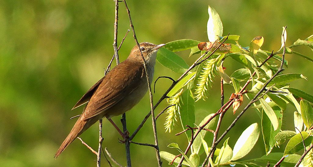 Brzęczka (Locustella luscinioides)