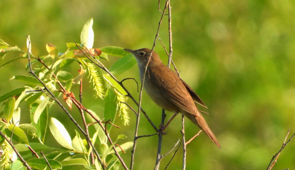 Brzęczka (Locustella luscinioides)