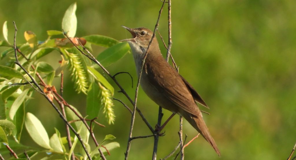 Brzęczka (Locustella luscinioides)