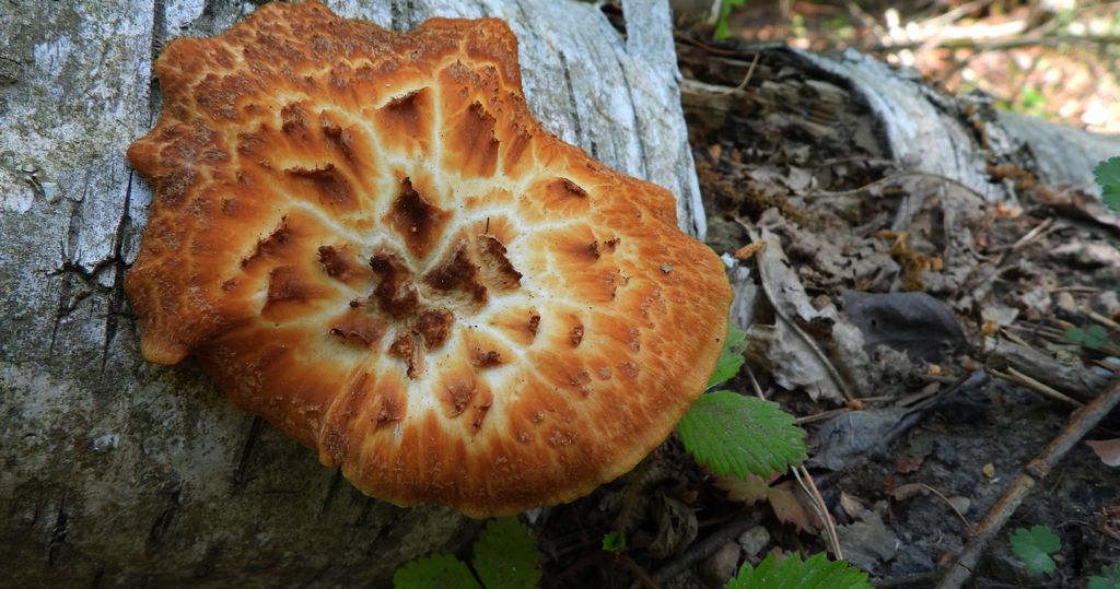 Żagiew łuskowata (Polyporus squamosus)