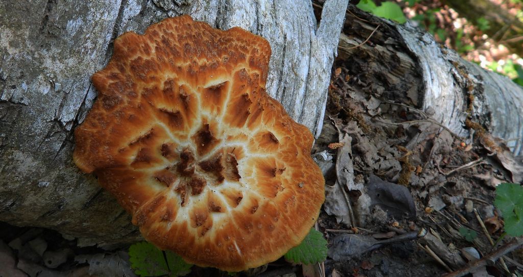 Żagiew łuskowata (Polyporus squamosus)