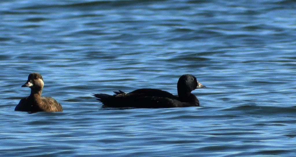 Markaczka zwyczajna, markaczka (Melanitta nigra)