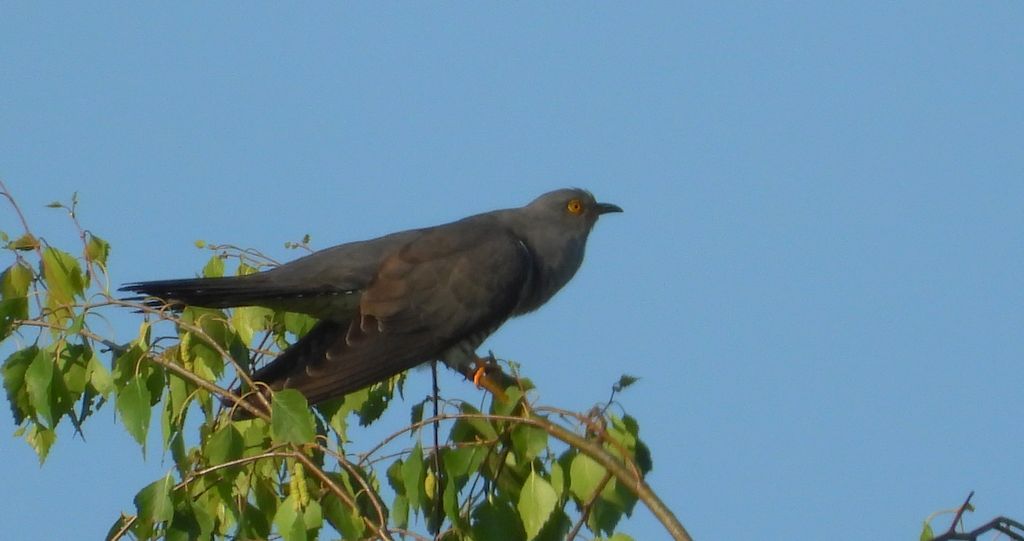 Kukułka zwyczajna, kukułka, kukułka pospolita – nazwy ludowe: gżegżółka, zazula (Cuculus canorus)