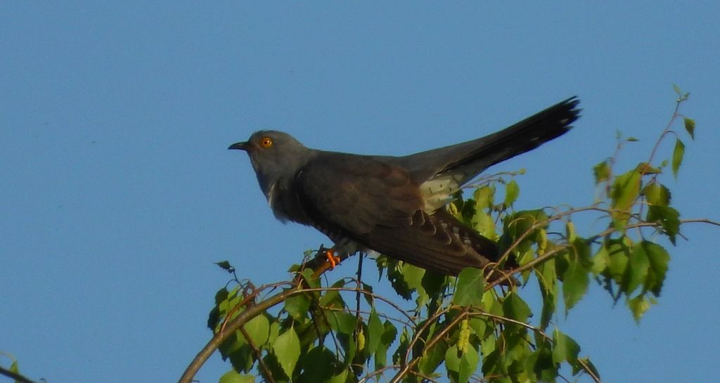 Kukułka zwyczajna, kukułka, kukułka pospolita – nazwy ludowe: gżegżółka, zazula (Cuculus canorus)