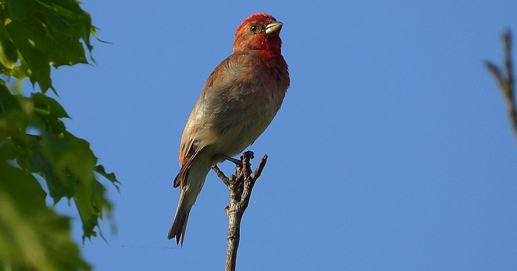 Dziwonia zwyczajna, dziwonia (Erythrina erythrina)