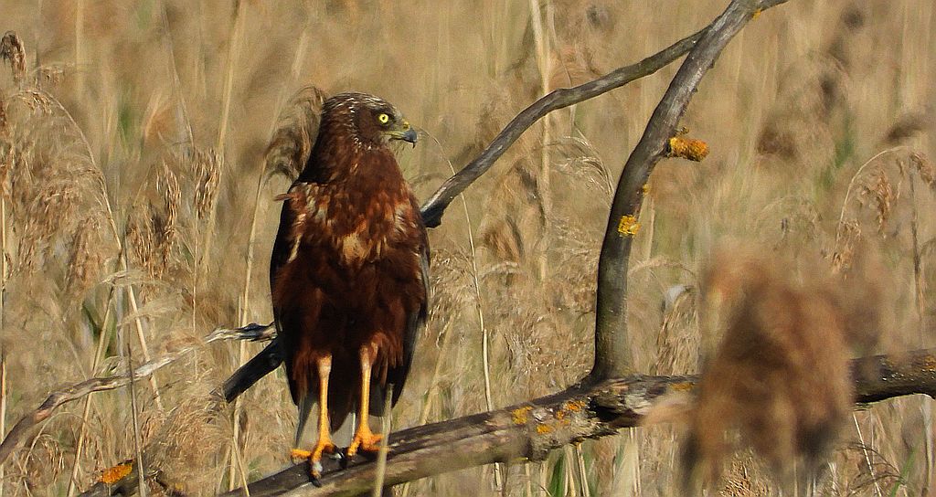 Błotniak stawowy (Circus aeruginosus)