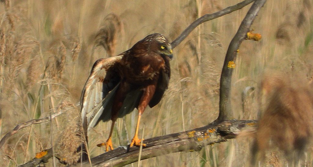 Błotniak stawowy (Circus aeruginosus)