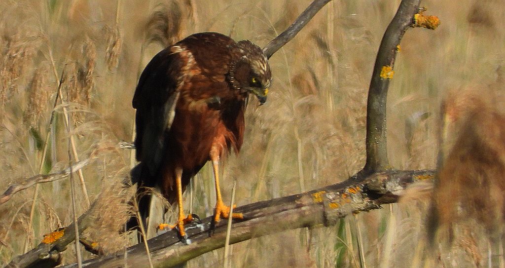 Błotniak stawowy (Circus aeruginosus)