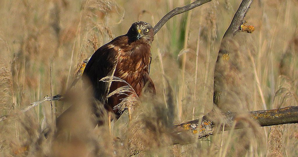 Błotniak stawowy (Circus aeruginosus)