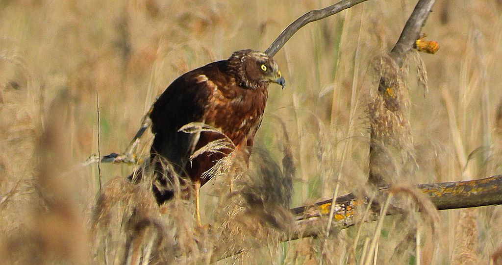 Błotniak stawowy (Circus aeruginosus)