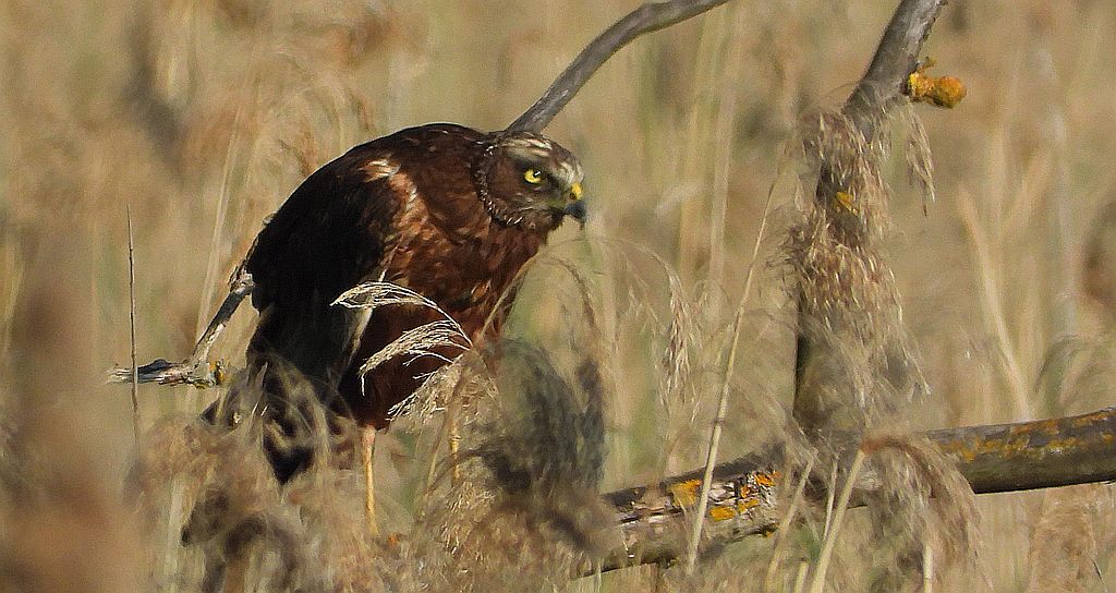 Błotniak stawowy (Circus aeruginosus)