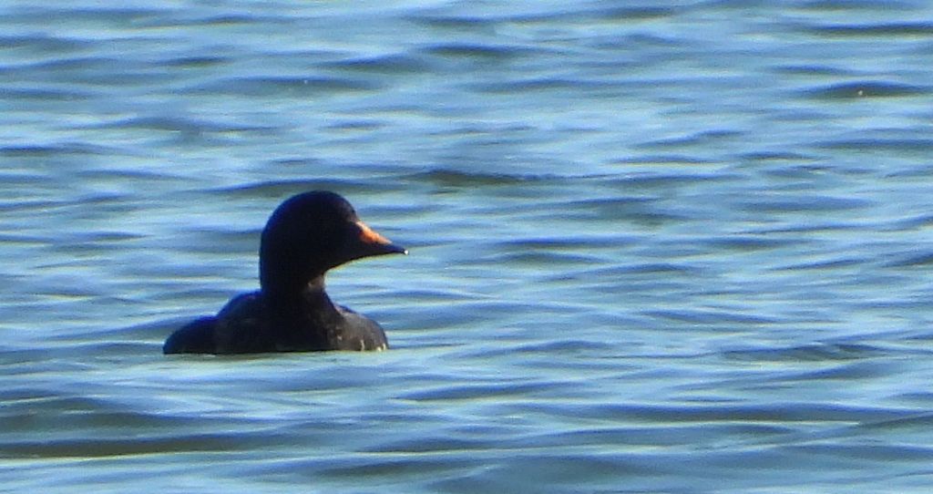 Markaczka zwyczajna, markaczka (Melanitta nigra)