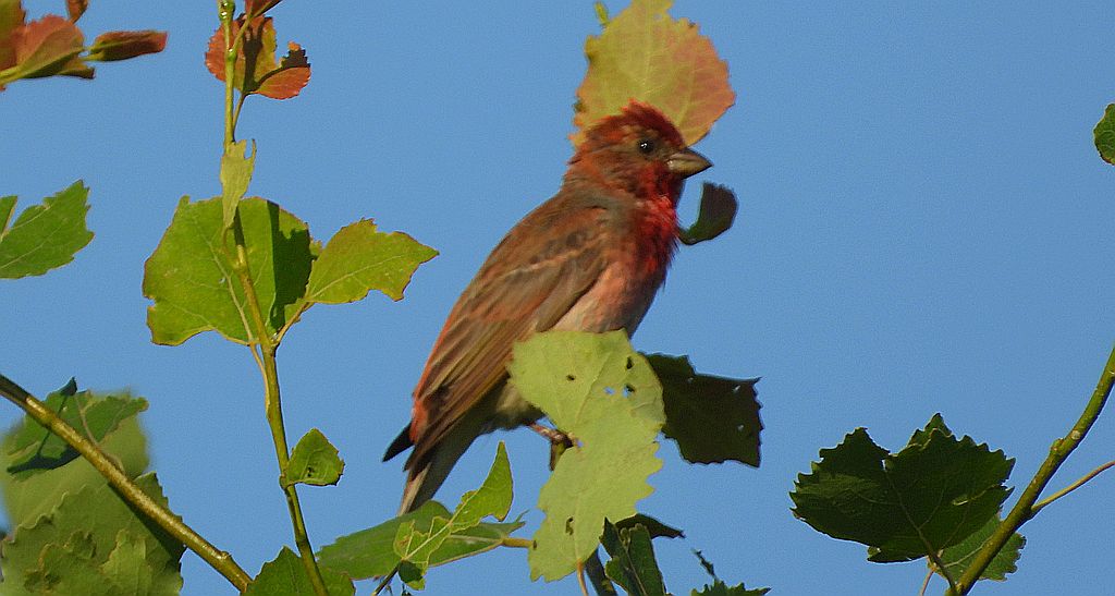 Dziwonia zwyczajna, dziwonia (Erythrina erythrina)