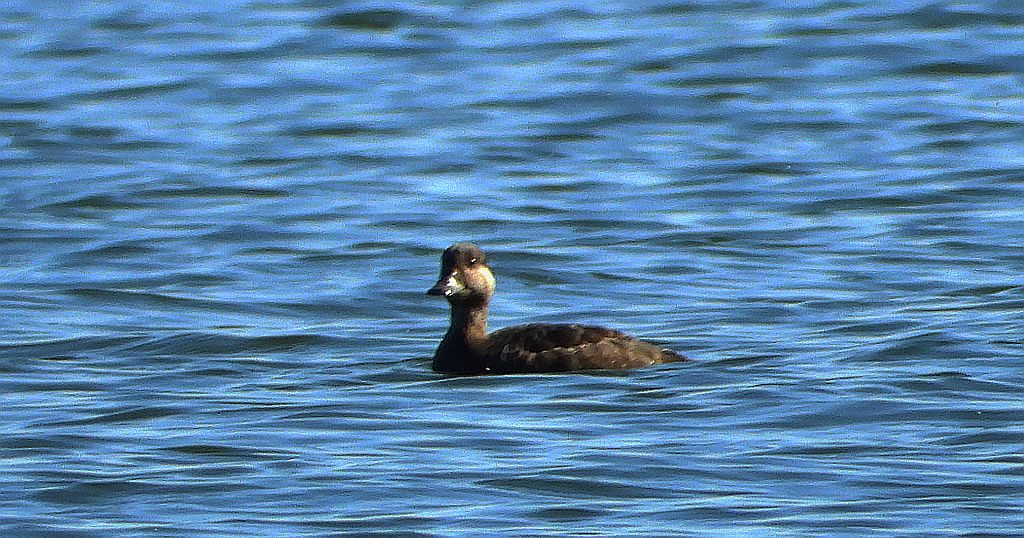 Markaczka zwyczajna, markaczka (Melanitta nigra)