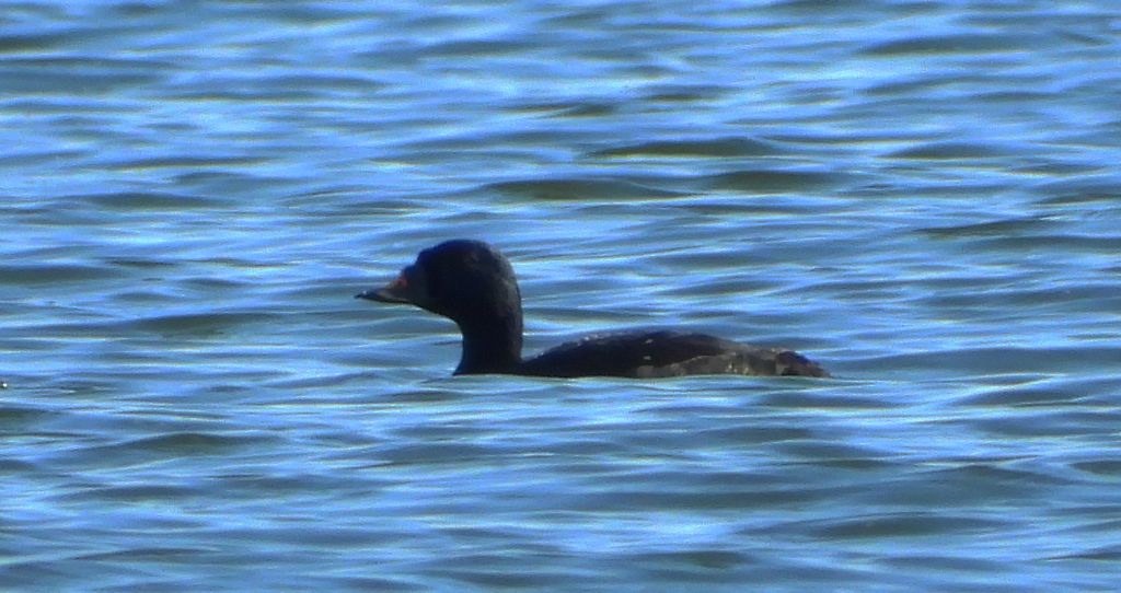 Markaczka zwyczajna, markaczka (Melanitta nigra)