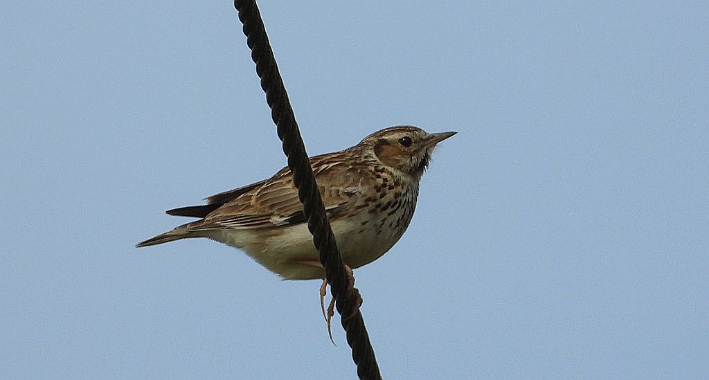 Świergotek łąkowy (Anthus pratensis)