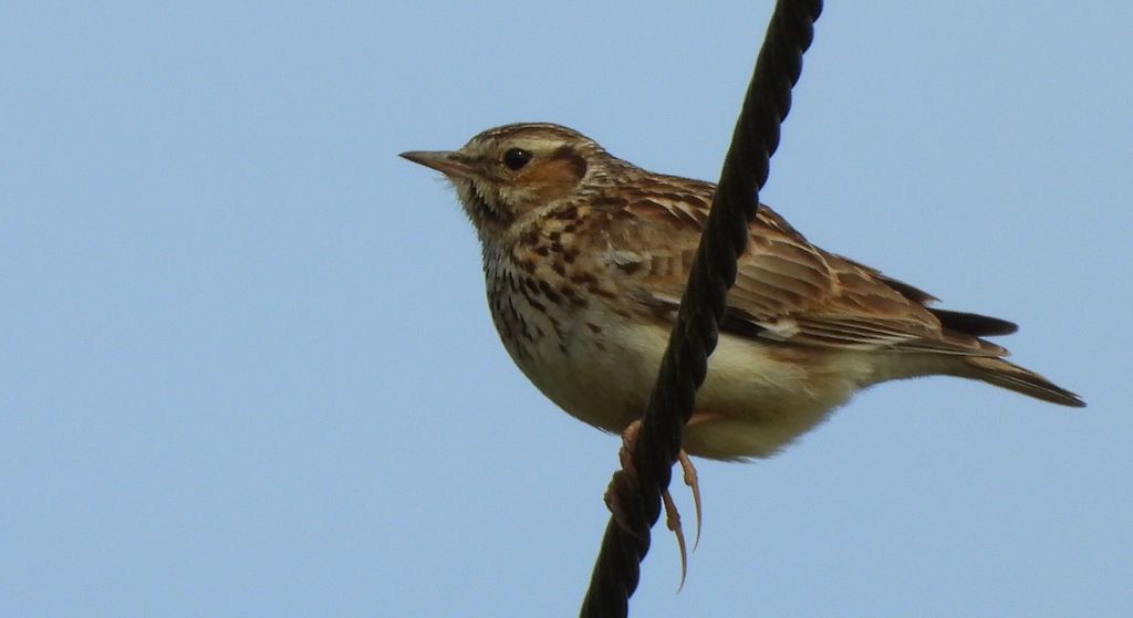 Świergotek łąkowy (Anthus pratensis)