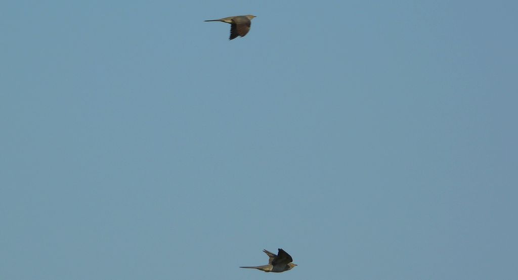 Kukułka zwyczajna, kukułka, kukułka pospolita – nazwy ludowe: gżegżółka, zazula (Cuculus canorus)