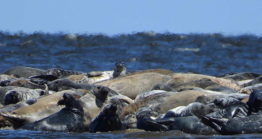 Szarytka morska, foka szara (Halichoerus grypus)