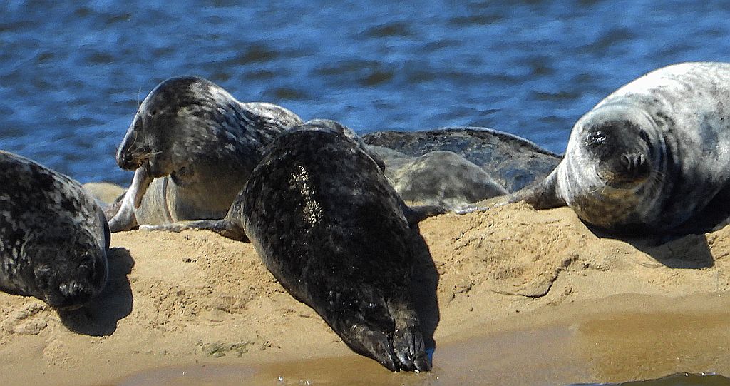 Szarytka morska, foka szara (Halichoerus grypus)