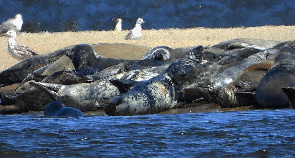 Szarytka morska, foka szara (Halichoerus grypus)
