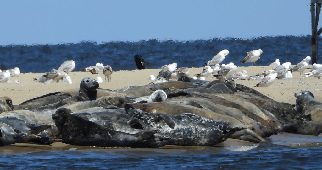 Szarytka morska, foka szara (Halichoerus grypus)
