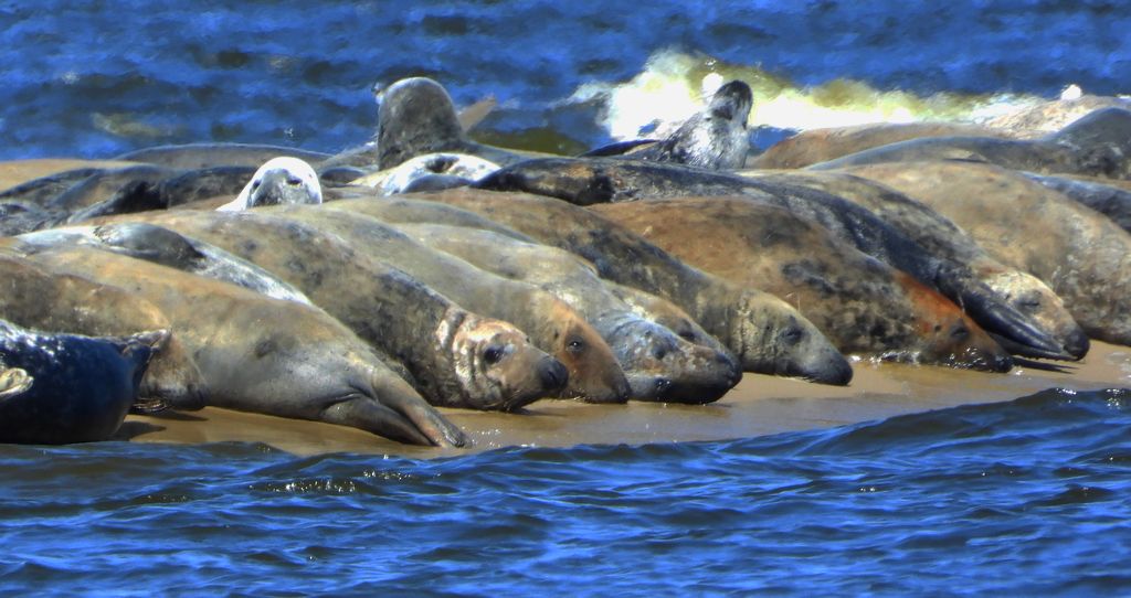 Szarytka morska, foka szara (Halichoerus grypus)