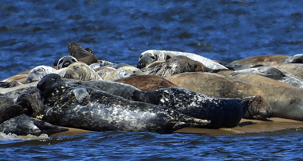 Szarytka morska, foka szara (Halichoerus grypus)