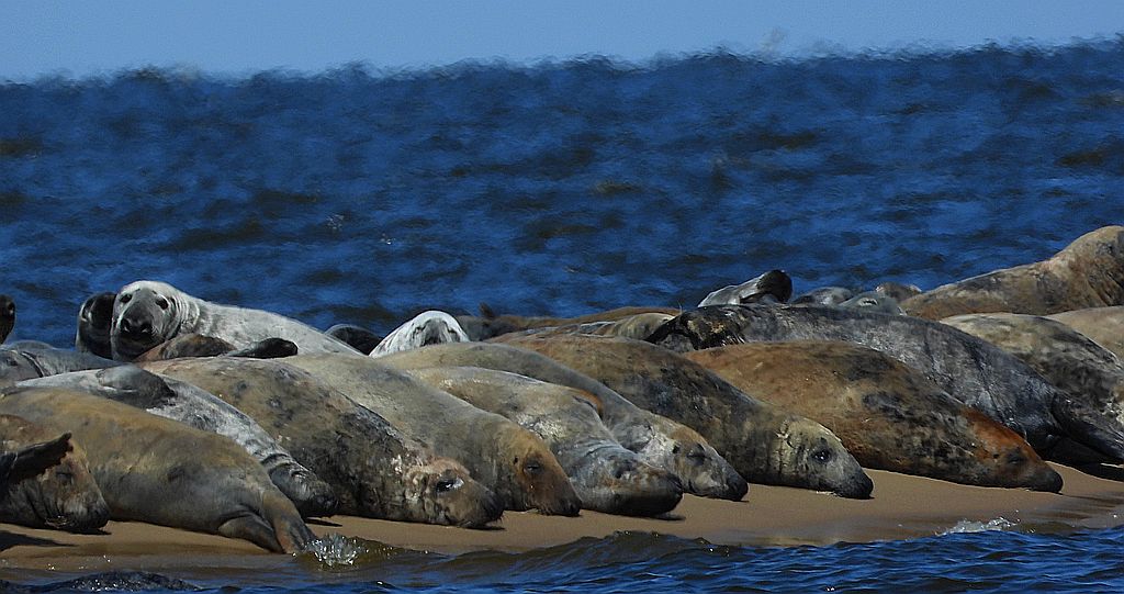 Szarytka morska, foka szara (Halichoerus grypus)