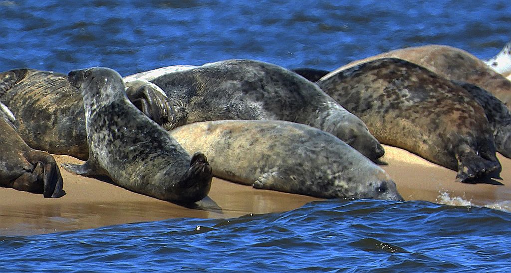 Szarytka morska, foka szara (Halichoerus grypus)