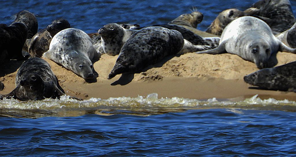Szarytka morska, foka szara (Halichoerus grypus)