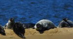 Szarytka morska, foka szara (Halichoerus grypus)