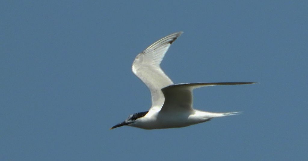 Rybitwa czubata (Thalasseus sandvicensis)