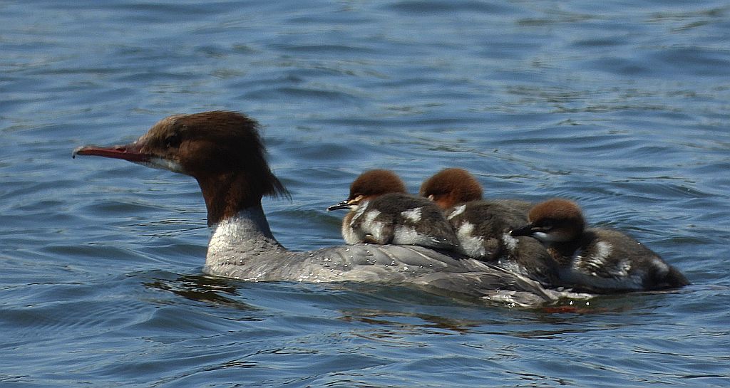 Nurogęś, tracz nurogęś (Mergus merganser)