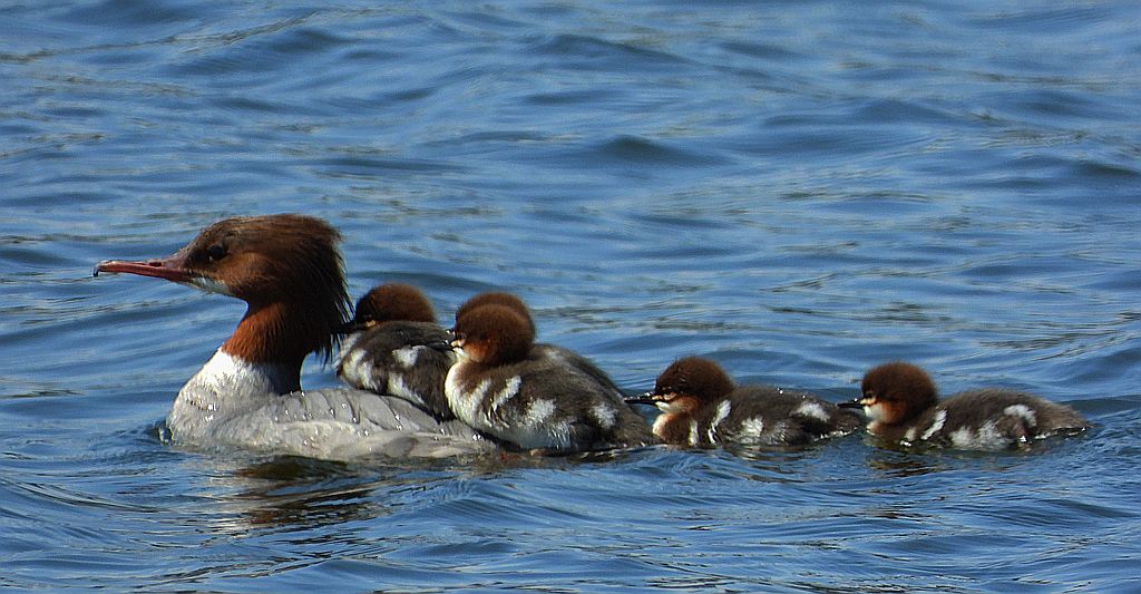 Nurogęś, tracz nurogęś (Mergus merganser)