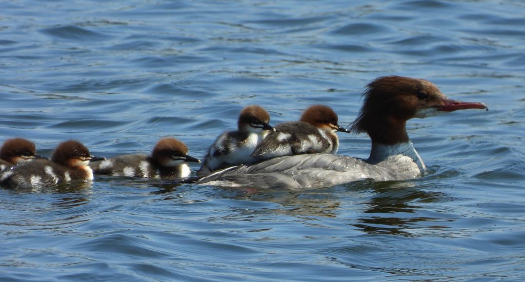 Nurogęś, tracz nurogęś (Mergus merganser)