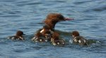 Nurogęś, tracz nurogęś (Mergus merganser)