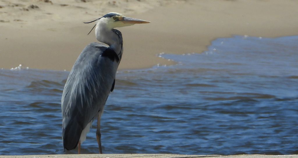 Czapla siwa (Ardea cinerea)