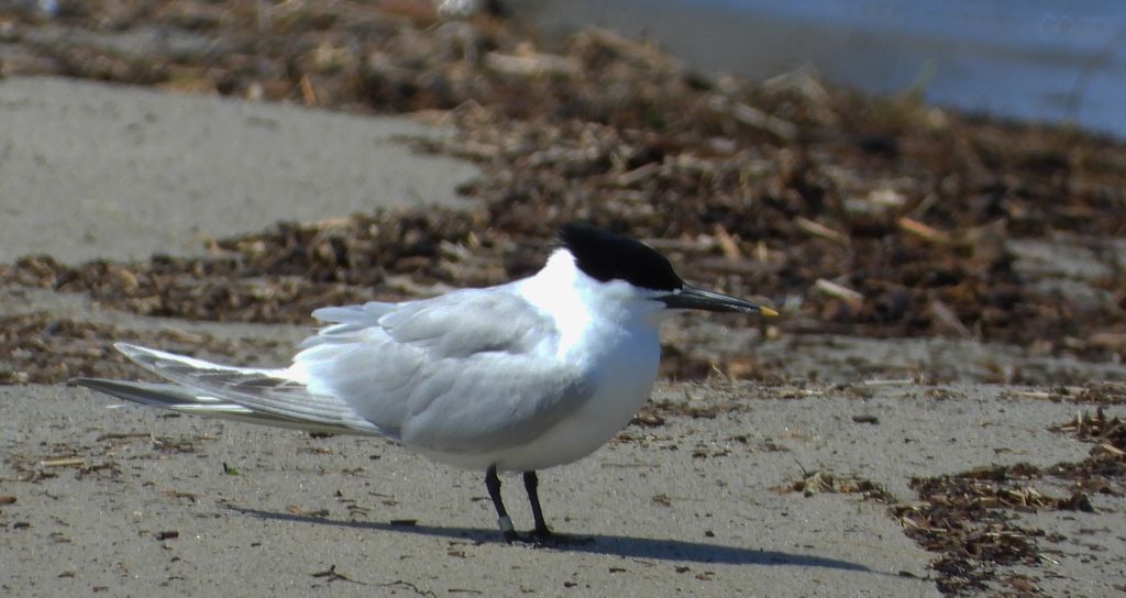 Rybitwa czubata (Thalasseus sandvicensis)