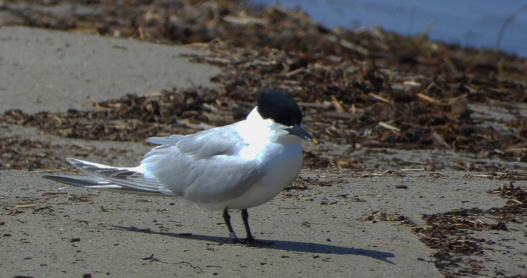 Rybitwa czubata (Thalasseus sandvicensis)