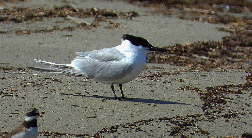 Rybitwa czubata (Thalasseus sandvicensis)