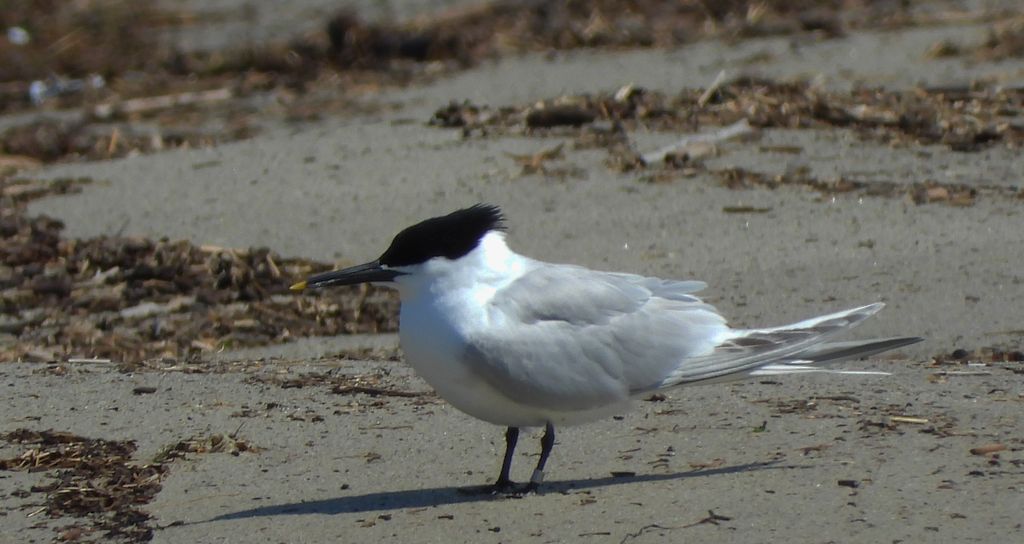 Rybitwa czubata (Thalasseus sandvicensis)