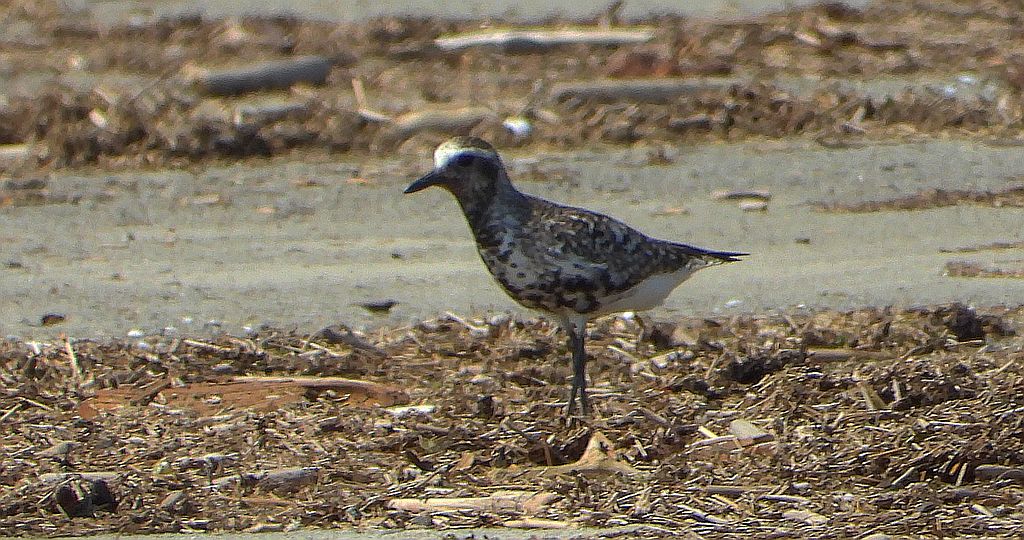 Siewnica (Pluvialis squatarola)