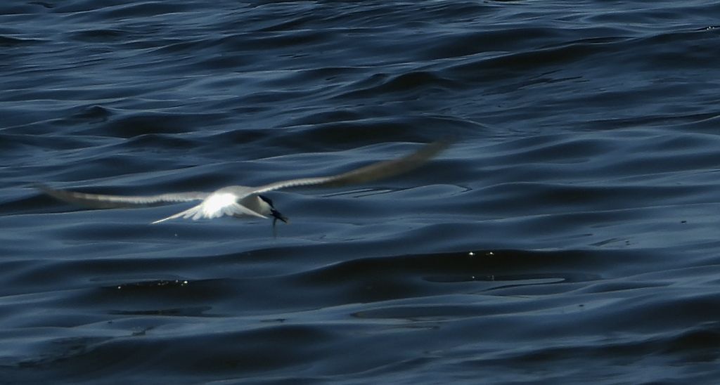 Rybitwa czubata (Thalasseus sandvicensis)