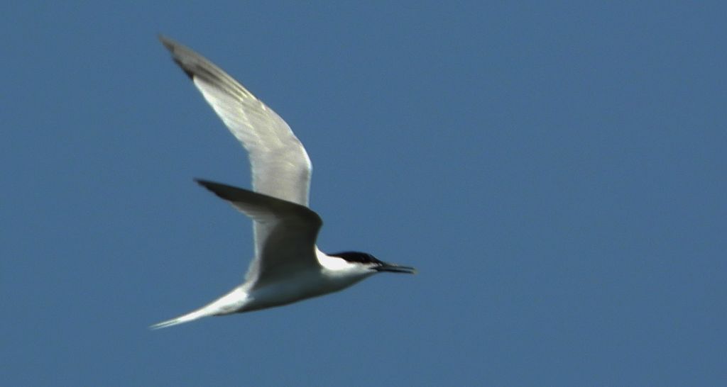 Rybitwa czubata (Thalasseus sandvicensis)