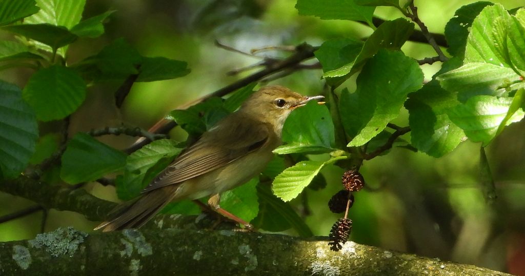 Łozówka (Acrocephalus palustris)