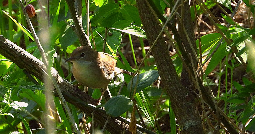 Piegża, piegża zwyczajna, gajówka piegża, pokrzewka piegża (Curruca curruca)